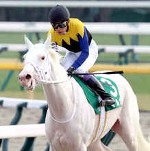 【注目馬動向】クイーンＣ７着の白毛馬マルガは報知杯ＦＲを視野　Ｇ１・３勝ソダシの半妹
