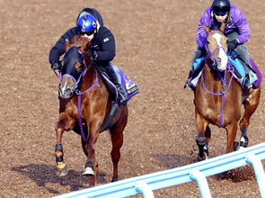 【高松宮記念・１週前】秋春スプリントＧ１連覇がかかるウインカーネリアンは楽々と先着　三浦皇成騎手「日に日に状態上がっている」