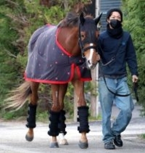 【桜花賞】フェスティバルヒルは活気ある姿で周回　四位調教師「元々の地力は間違いなくありますから」