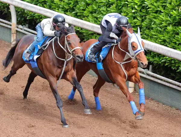 【読売マイラーズＣ】超異例！！当該週の併せ馬でウォーターリヒトが急上昇　石橋調教師「状態も上がってきたね」