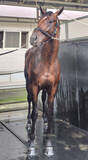 「【札幌２歳Ｓ】ショウナンガレオン「あれはＧ１馬」怪物候補ここは通過点」の画像1