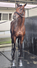 【札幌２歳Ｓ】ショウナンガレオン「あれはＧ１馬」怪物候補ここは通過点