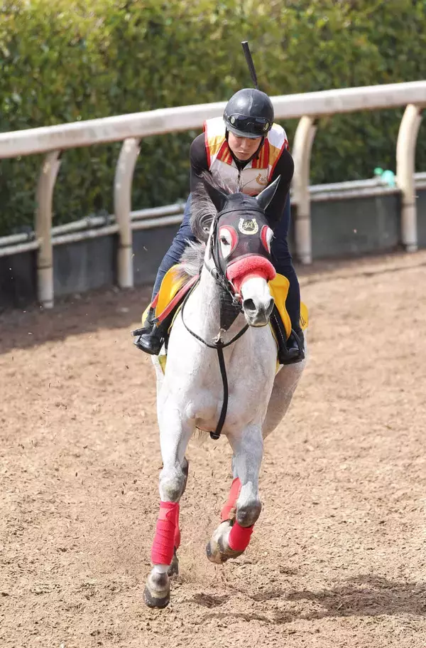 【淀短距離Ｓ】２４年フェアリーＳ覇者イフェイオンが２年ぶりの復活Ｖへ　杉山佳調教師「具合は今の方がいい」