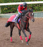 「【注目馬動向】中山記念３着のエコロヴァルツは大阪杯が目標　セイウンハーデス、ファウストラーゼンも同レースへ」の画像1