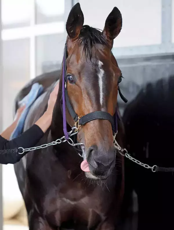 【桜花賞】１４００メートルで好成績残すサンアントワーヌ　前走初コンビの荻野極騎手が抱くイメージは「マイルの方が…」　