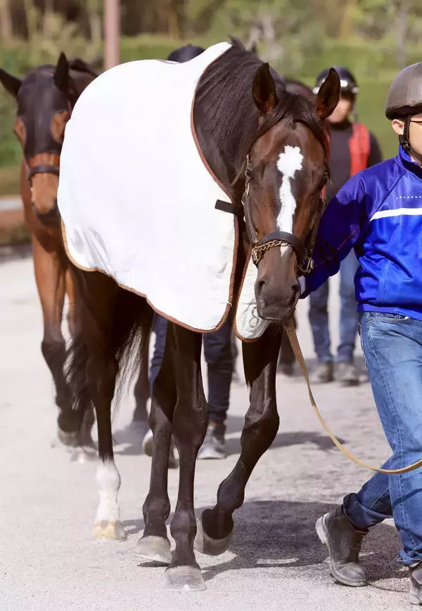 【桜花賞】クイーンＣの勝ち馬ドリームコアは７枠１４番　萩原調教師は１８、１９年に連覇したルメールの手綱に託す