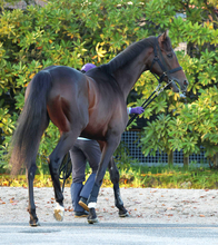 【皐月賞】報知杯弥生賞から連勝を狙うバステール　輸送を終えて中山競馬場へ到着　陣営「一戦、一戦の成長がすごい」