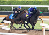 「【日本ダービー・１週前】皐月賞馬ロブチェンは２４００メートルでも「崩れるイメージはあまりない」」の画像1