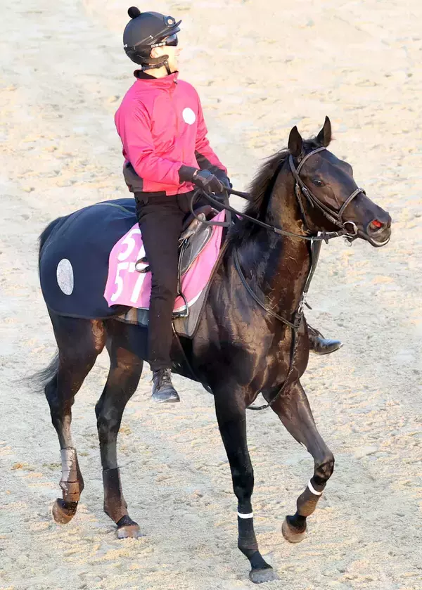 【注目馬動向】コニーアイランドはクイーンＣで来年始動　ベレシートは共闘通信杯へ