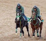 「【プロキオンＳ】ブライアンセンスが好仕上がり　斎藤誠調教師「先週より素軽さあった」」の画像1