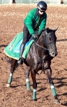 【阪急杯】ヤンキーバローズが馬具効果で復活Ｖ狙う　陣営「ためる競馬ができるんじゃないか」