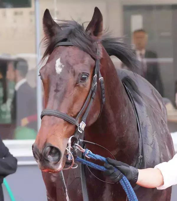 【注目馬動向】京浜盃勝ち馬のロックターミガンは羽田盃に参戦　ポインセチアＳではワンダーディーンに先着
