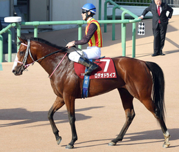 【ニュージーランドＴ】単勝１・７倍ロデオドライブは首差及ばず２着　津村明秀騎手「３、４コーナーで脚を取られて…」