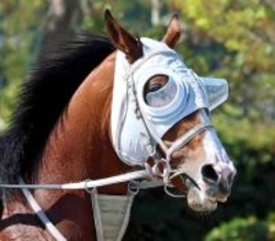 【ニュージーランドＴ】単勝１・７倍のロデオドライブが初黒星　ゴール前接戦で首差及ばず２着