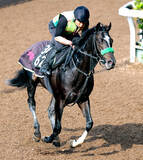 「【ユニコーンＳ】底を見せないメルカントゥールは距離延長がプラス　杉山晴調教師「かえって１９００メートルの方が…」」の画像1