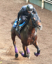 【東海Ｓ・１週前】「調教は目立つ時計の出ない馬」が坂路５１秒５！　ダノンフィーゴが重賞２勝目へ視界よし