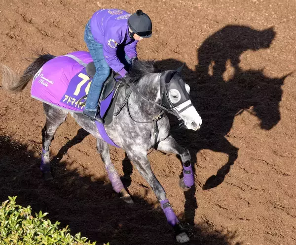 【有馬記念】アドマイヤテラは坂路でパワフルな動き　友道調教師「今の状態なら器用な競馬ができそう」