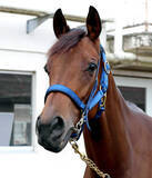 「【小倉牝馬Ｓ・角田の特注馬】名手も絶賛した素質！　フォーエバーヤングの妹ブラウンラチェットが復活勝利だ」の画像1