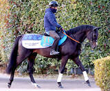 「【小倉大賞典】鉄砲＆舞台巧者エピファニー　恒例の栗東滞在で復帰即Ｖへ　杉原誠人騎手「この舞台しかないくらい」」の画像1