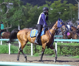 【チャレンジＣ】前走大敗のフィーリウスは馬具を外して巻き返しを狙う　「チークも逆効果だった気がする」