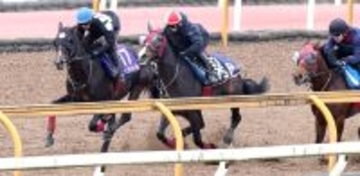 【チャンピオンズＣ】ペプチドナイルが巻き返しへ攻め強化　武英調教師「これでグッと変わってくれれば」