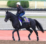 「【大阪杯】精神面に変化あり！マテンロウレオはコースでスムーズにキャンター　陣営「穏やかになっている」」の画像1