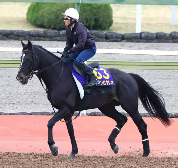 【大阪杯】精神面に変化あり！マテンロウレオはコースでスムーズにキャンター　陣営「穏やかになっている」