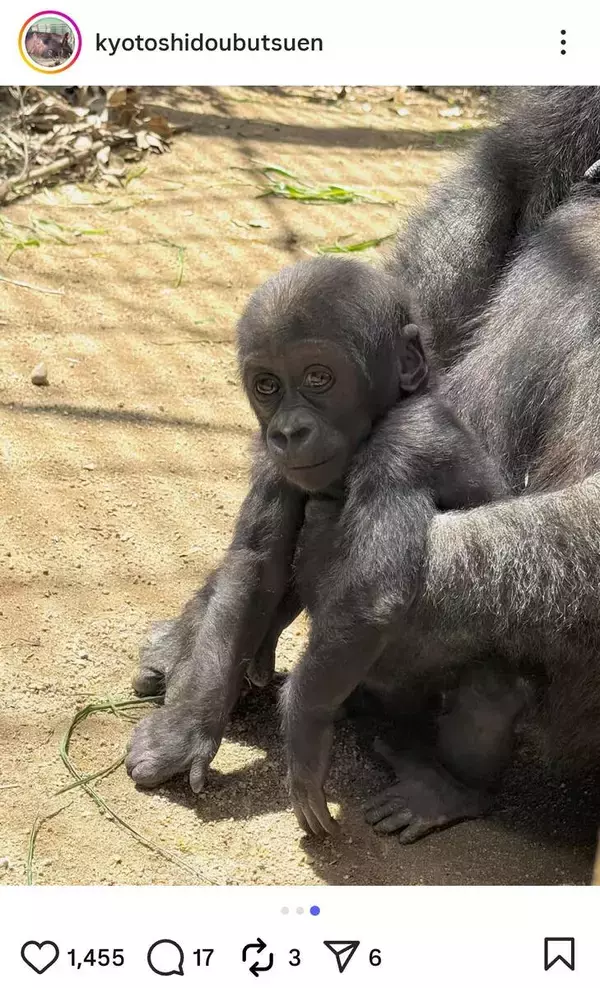 京都市動物園が２７日の臨時休園を呼びかけ　桜の老木を倒木の危険がないか点検　ＧＷ期間中は６日まで無休