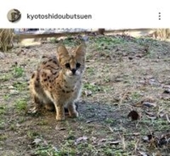 京都市動物園がサーバルとゴリラの赤ちゃんの愛称募集