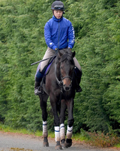 【注目馬動向】ドバイ・ターフで復帰予定のミュージアムマイルが栗東で調教再開　高柳大調教師「いつもと変わらず」