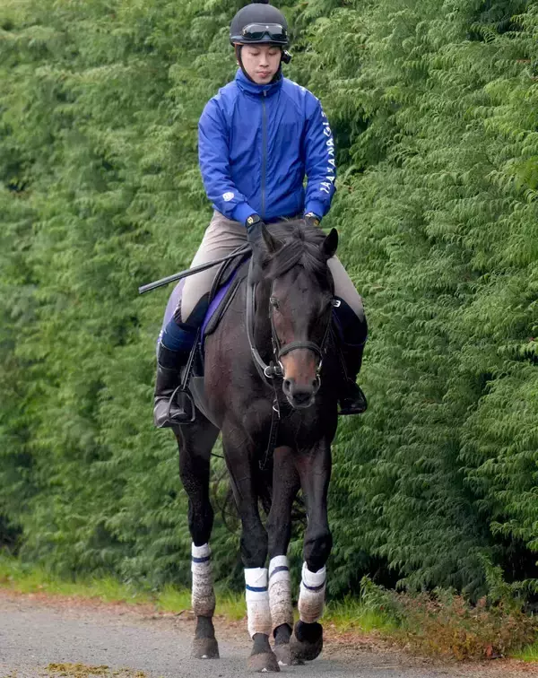 【注目馬動向】ドバイ・ターフで復帰予定のミュージアムマイルが栗東で調教再開　高柳大調教師「いつもと変わらず」