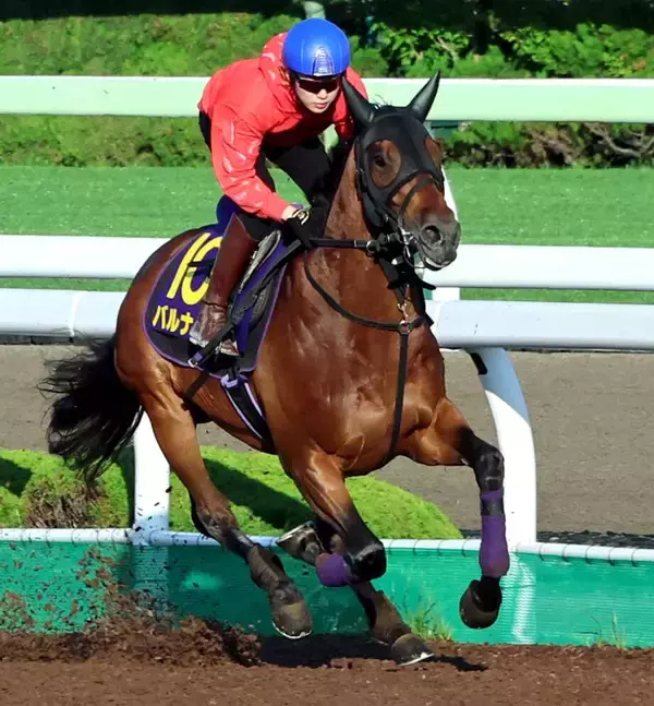 【函館記念】バルナバは余力残しで仕上がり上々！　斎藤新騎手「パワーがある馬で洋芝は合っている」