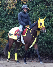 【阪神ＪＦ・考察】今年も穴党の出番！？淡々とした口ぶりの高木調教師が自信あり　抽選通ればスタニングレディ一発あるぞ