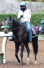 【注目馬動向・３歳】黄菊賞３着のダークマルスは若駒Ｓへ　エアビーアゲイルはフラワーＣを目標