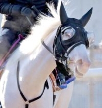 【クイーンＣ】武豊騎手騎乗の白毛馬マルガは７着　アイドルホース・ソダシの半妹