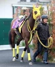 【フローラＳ】高木調教師「中山はコーナーがきつくてダメ...」　スタニングレディが新馬快勝以来の東京で巻き返す