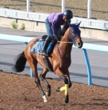 【平安Ｓ】砂のダービー馬が徹底先行策で完全復活だ！　ナルカミに田中博調教師「今回はハナにこだわる」