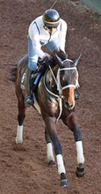 【葵Ｓ】川又賢治騎手「こんな程度で終わる馬じゃない」函館２歳Ｓ勝ち馬で２番人気のエイシンディードは６着　