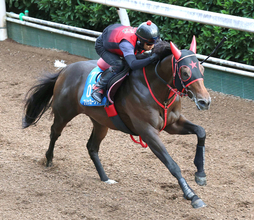 【セントウルＳ・１週前】２連勝中のフリッカージャブは坂路で５０秒８の好時計　西園調教師「しっかり力を出せる」