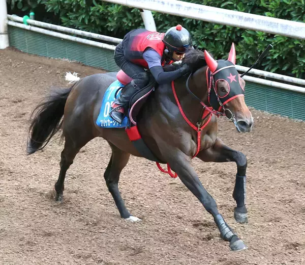 【セントウルＳ・１週前】２連勝中のフリッカージャブは坂路で５０秒８の好時計　西園調教師「しっかり力を出せる」