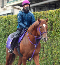 【注目馬動向】ウインカーネリアンは予定通り連覇のかかるスプリンターズＳへ　鹿戸調教師「明日からウッドで速いのをやる」