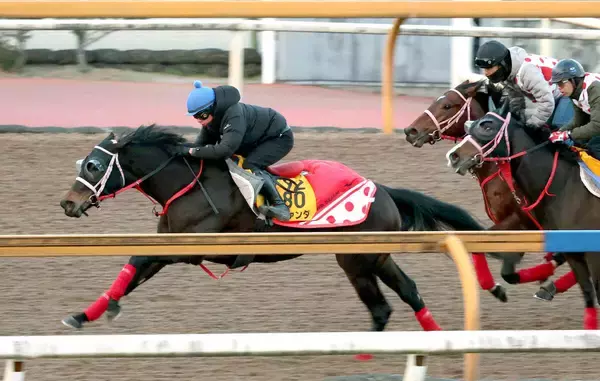 【東京新聞杯１週前】ラヴァンダが巻き返しに向けて抜群の動き　中村調教師「１週前なのでしっかりやろうと」