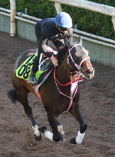 【ＰＯＧ】叔母はショウナンザナドゥ　牡馬との対戦を選択したミエルモーサに松下調教師は手応え十分