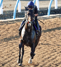 【注目馬動向】佐渡Ｓでオープン入りした皐月賞３着馬ライヒスアドラーは毎日王冠へ
