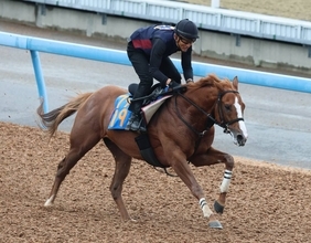 日曜東京競馬場の注目激走馬…東京１１Ｒ毎日王冠・Ｇ２