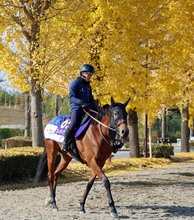 【ジャパンＣ】ブレイディヴェーグが活気あふれる最終調整　宮田調教師「リズミカルに弾んで」