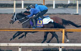 「【フェブラリーＳ・１週前】２連勝中のハッピーマンがリズム良く走破　寺島調教師「いい意味でズブさが出てきた」」の画像1