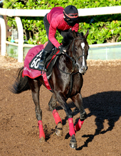 【ラジオＮＩＫＫＥＩ賞】実績上位のバドリナート　リステッド勝ちの距離で初タイトルへ　松永幹調教師「徐々に良くなっている」