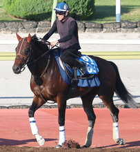 【三河Ｓ・金曜気配】昇級２戦目ロードヴォイジャーは暑さが最大の敵？　坂口調教師「走りのバランスが良くなりました」