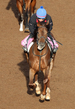【全日本２歳優駿】タマモフリージアは追い込むも首差２着　田口貫太騎手「よく伸びた」「牡馬を相手にいい走り」